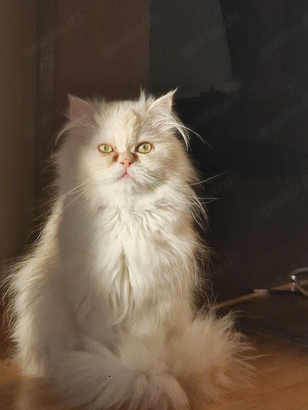 Parser Deckkater 