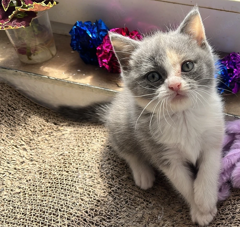 Süße BKH Kitten