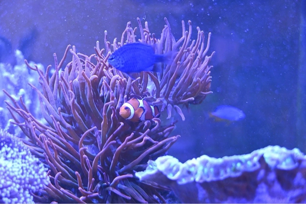 Anemone Sunburst Quadricolor