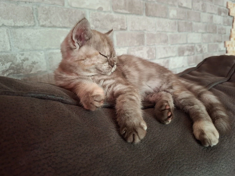 Reinrassige bkh kitten 