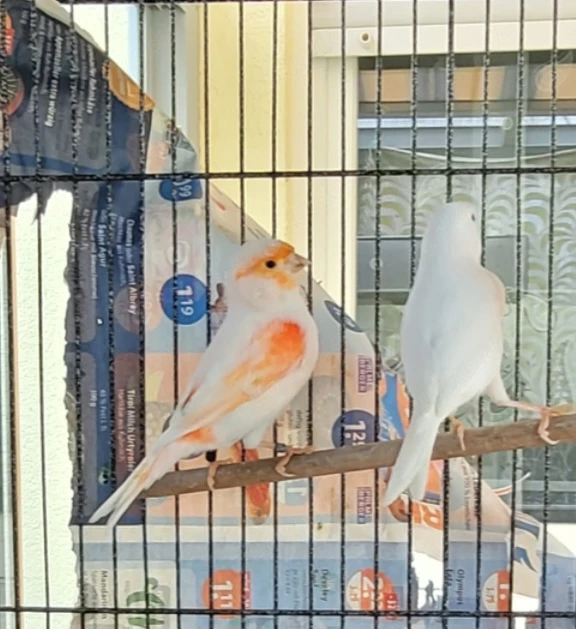 Kanarienvogel kanarien 