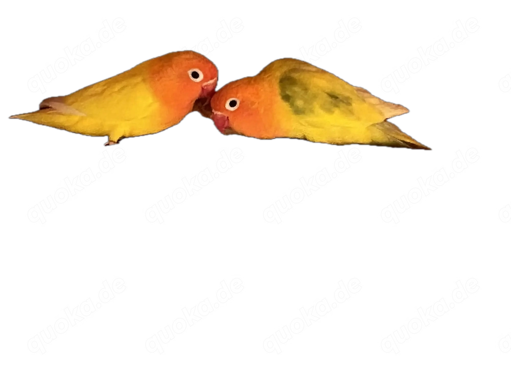 Ein Pärchen Rosenköpfchen von 2025 abzugeben