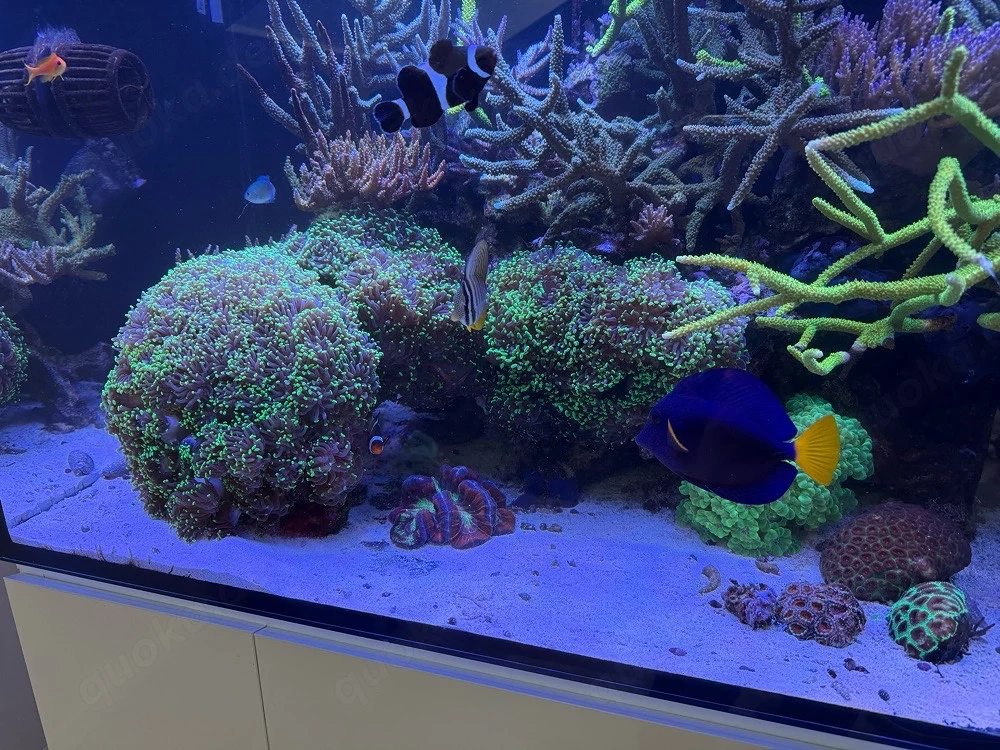Euphyllia green