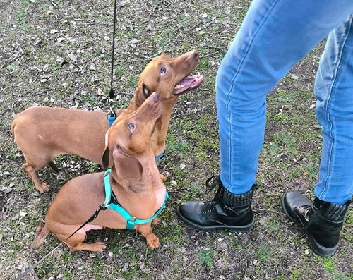Bruno und Carlos auf Pflegestelle in Ungarn, suchen ein Zuhause