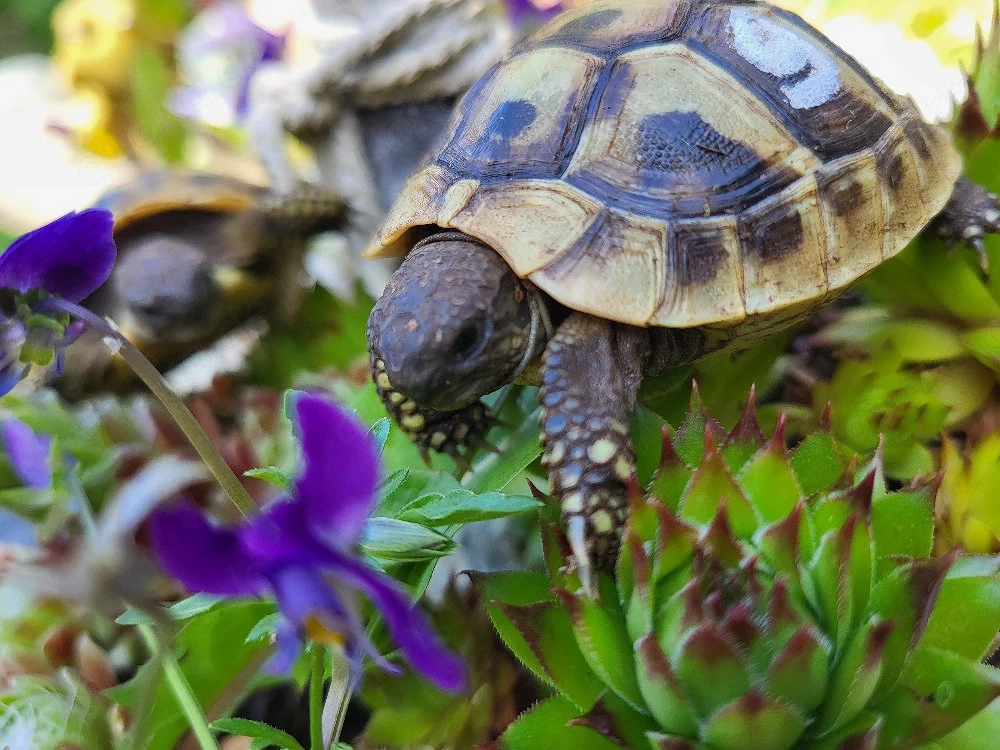 Griechische Landschildkröten 