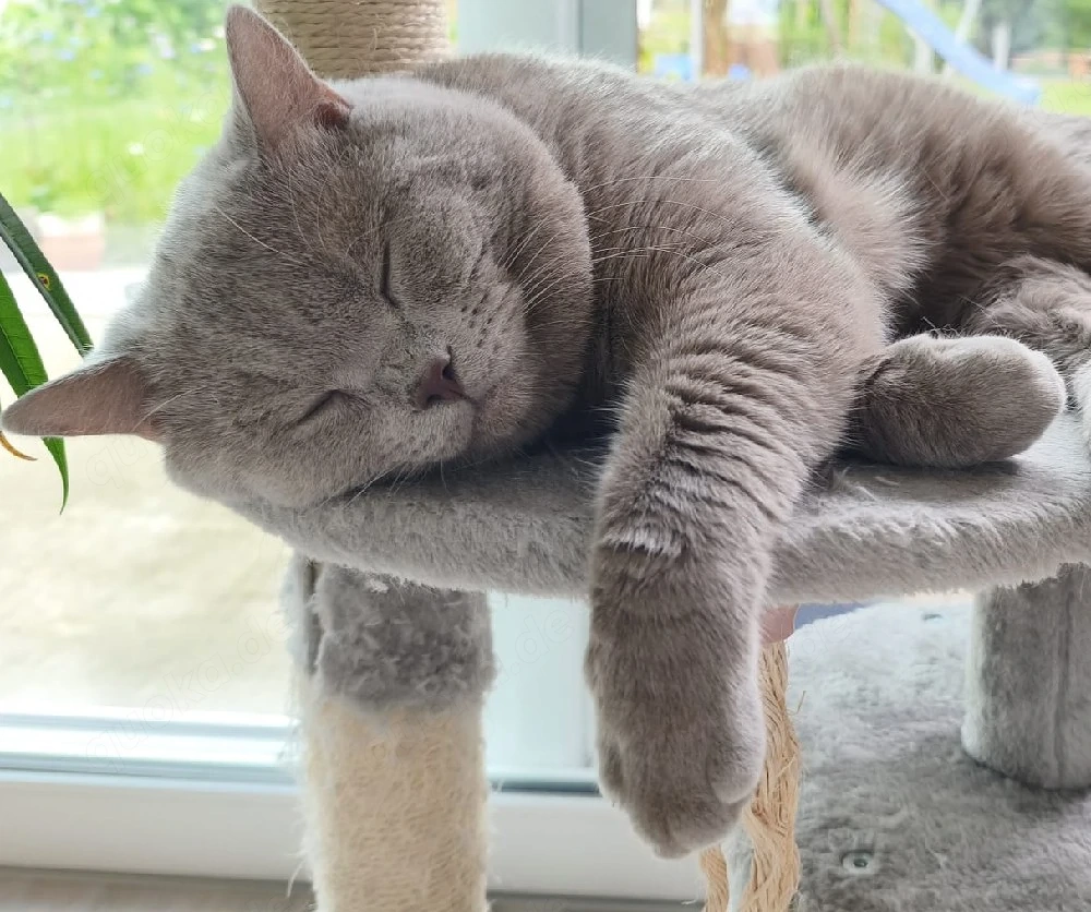Deckkater BKH in Lilac, Reinrassig