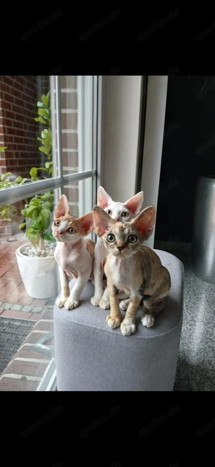 Devon Rex Kitten männlich
