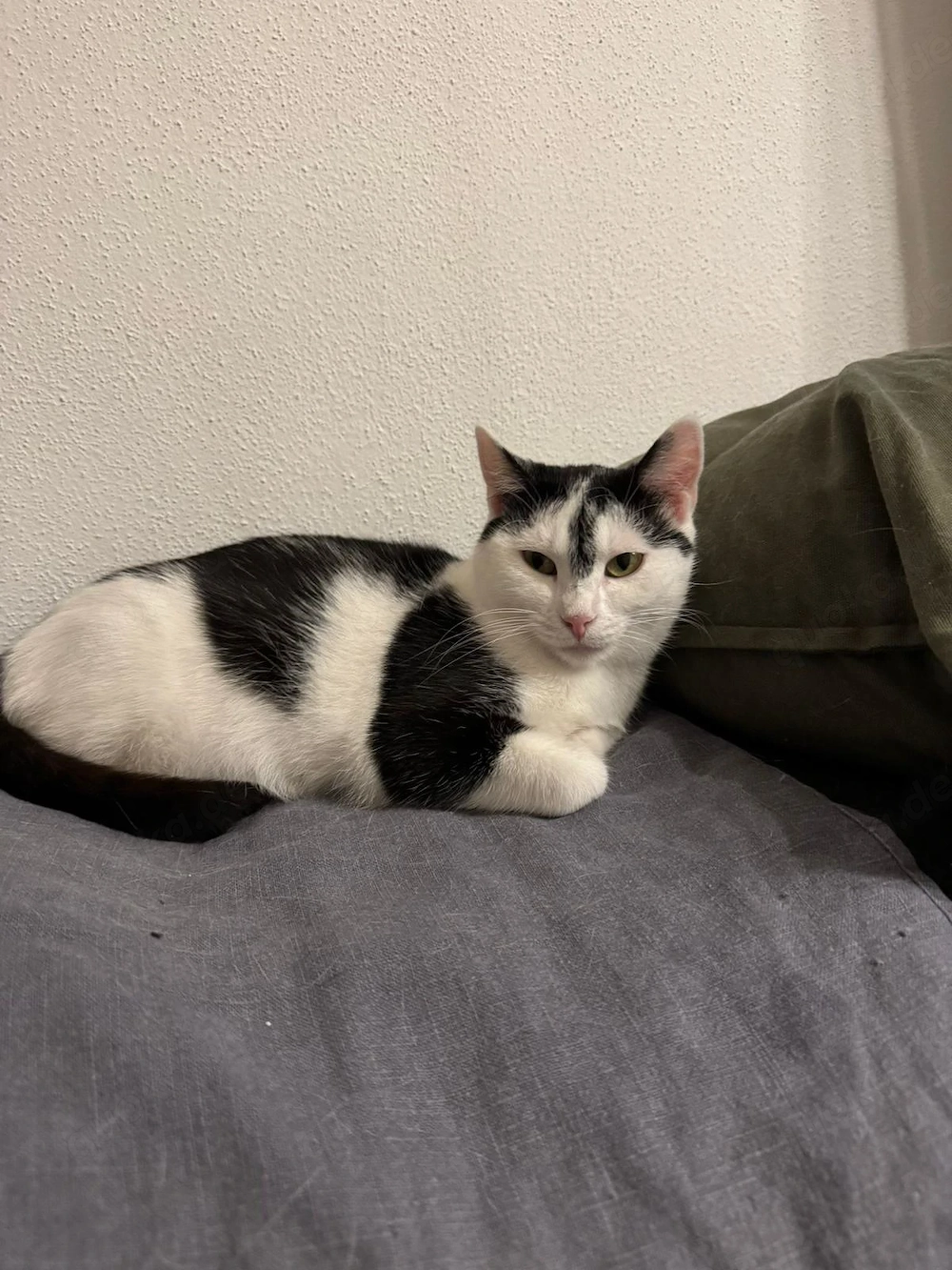 Snow unsere leise Kuschel-Katze sucht ihr Reich # Tierschutz 