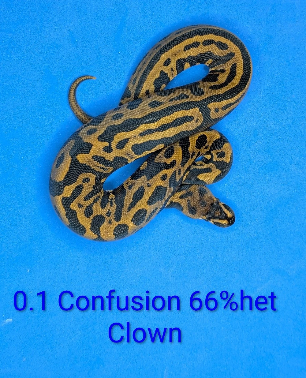 0.1 confusion pos Leopard 