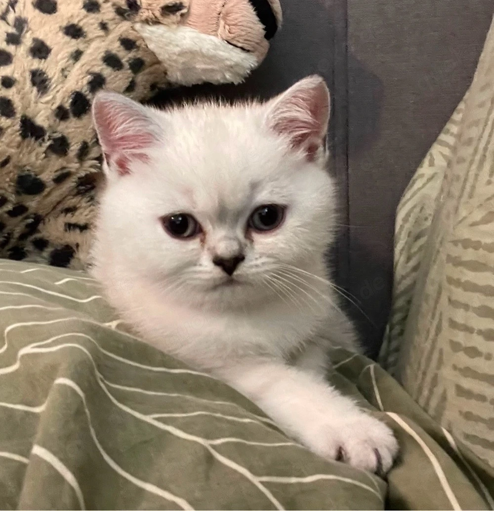 BKH Kitten junge
