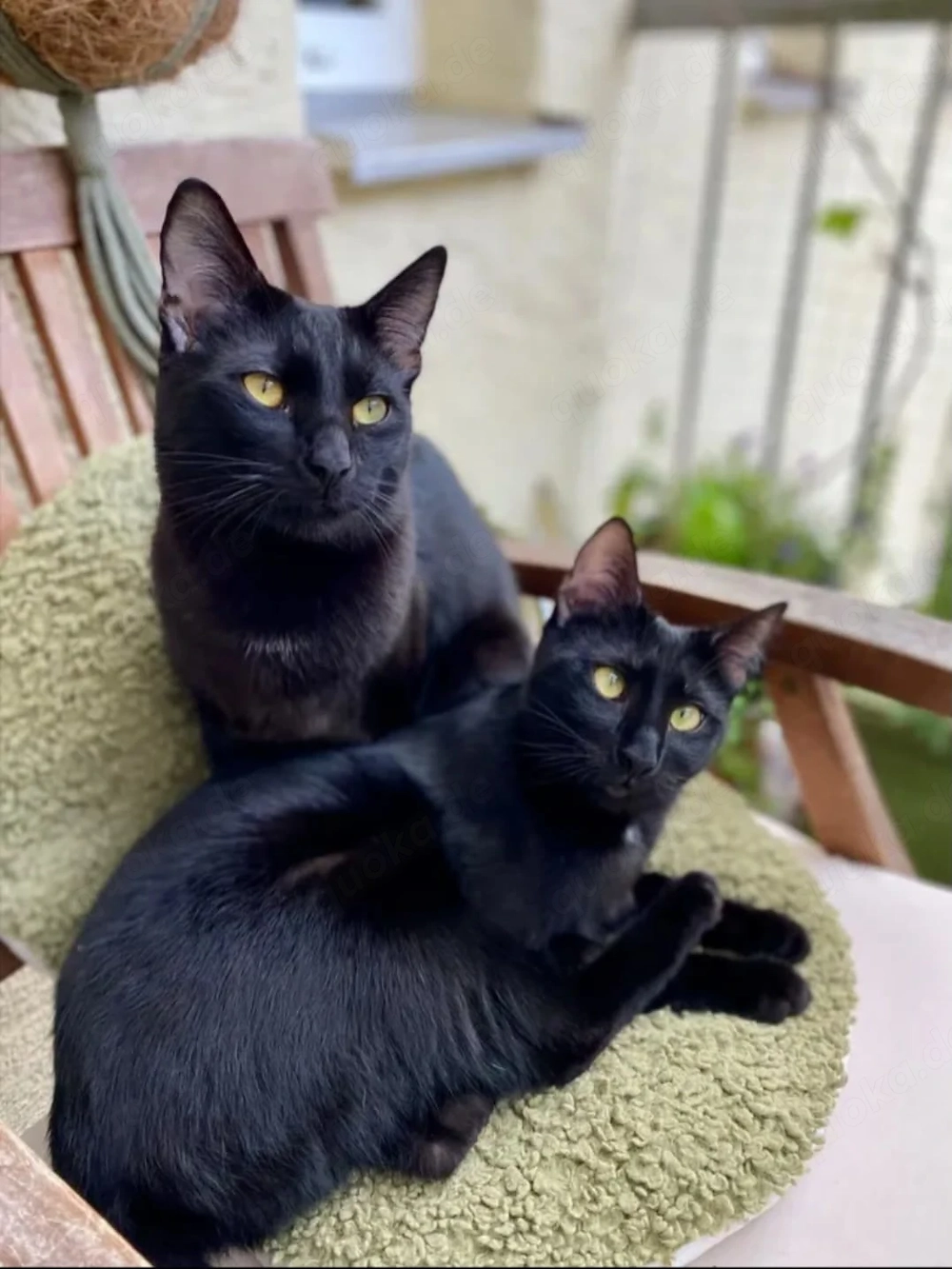Tom & Ruby - Tolle Lackfellchen suchen spannende Familie