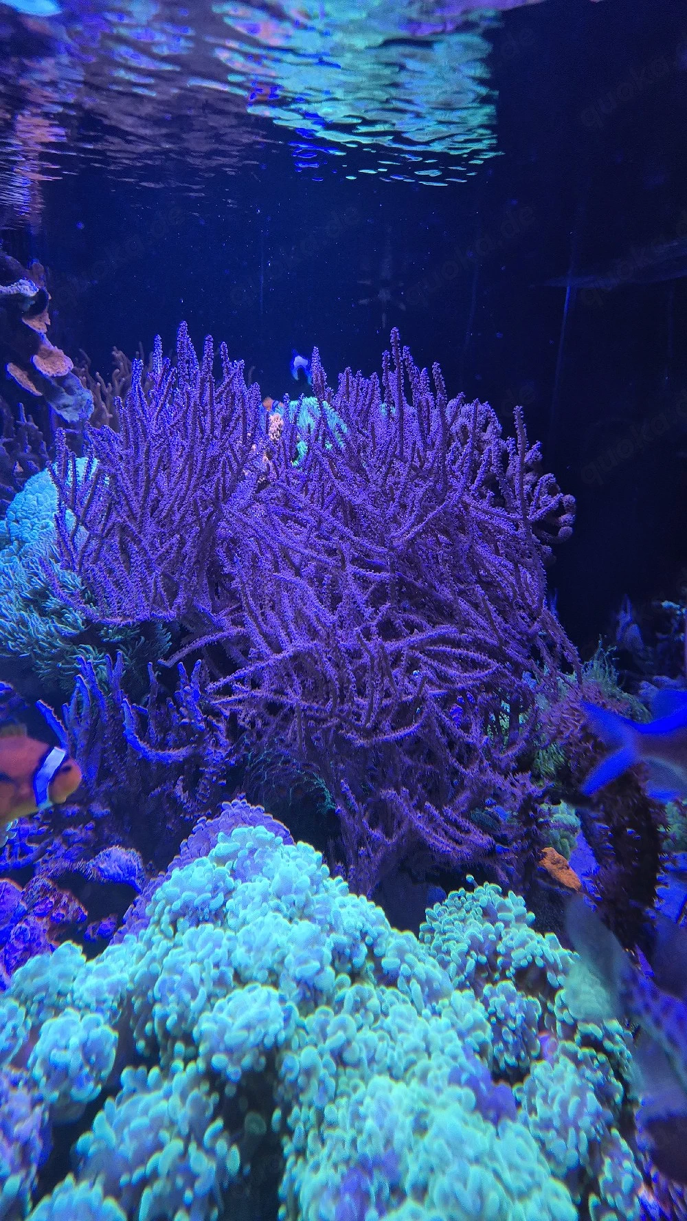 Meerwasser Aquarium Korallen Gorgonie Hornkoralle Pinnigorgia sp. 