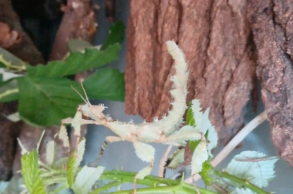 Australischen Gespenstschrecken - grüne "Lichen-Form" (Extatosoma tiaratum)