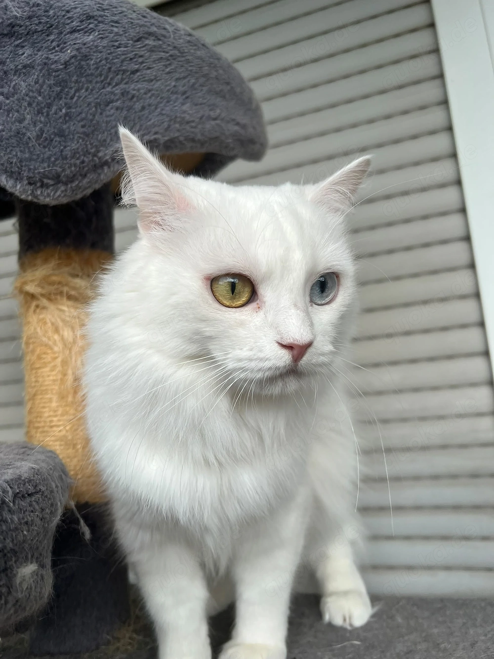 Traumhafte weiße Angora-Katze Gigi mit faszinierenden Augen