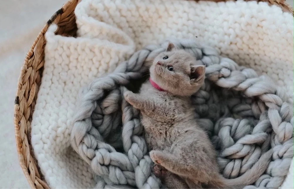 BKH Kitten