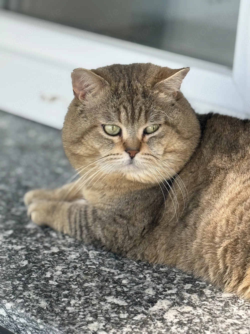 Deckkater BKH