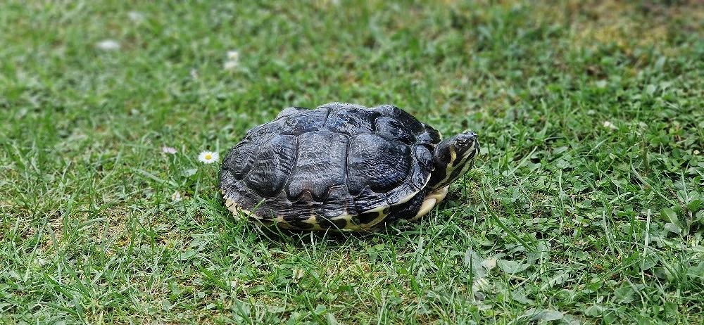 Wasserschildkröte 