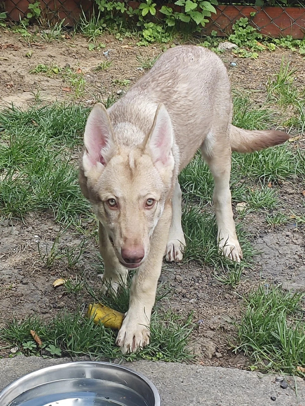 Marxdorfer Saarloos Wolfshunde
