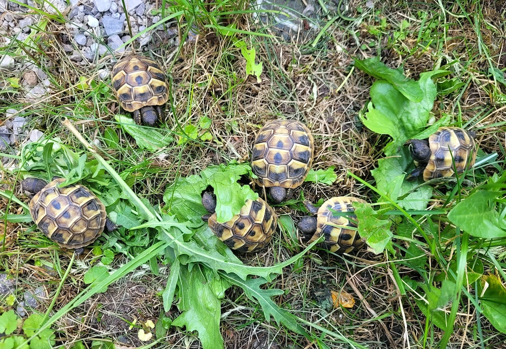 Griechische Landschildkröten mit EU Bescheinigung (Herkunftsnachweis) abzugeben