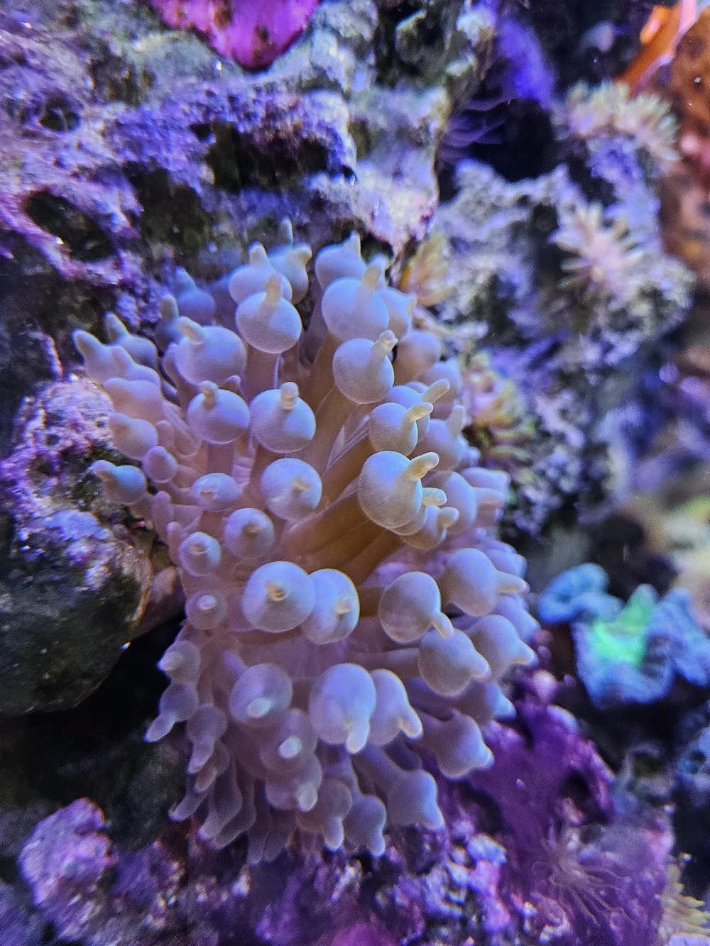 Blasenanemone   Bubble Tip Anemone   frischer Ableger durch Teilung