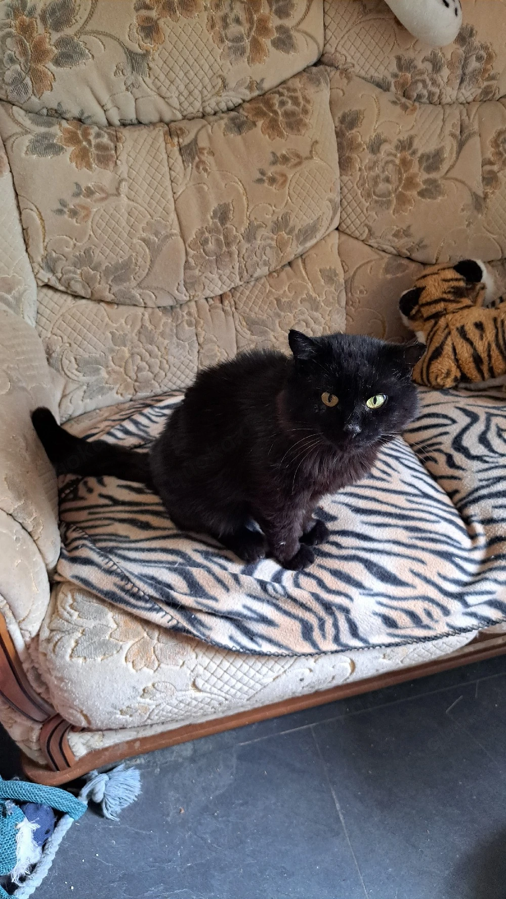 Ausgesetzter Kater sucht zu Hause