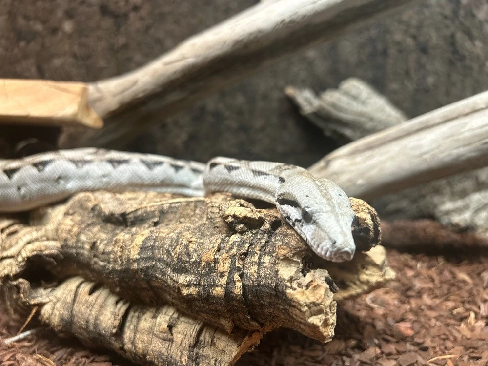 boa kaiserboa 