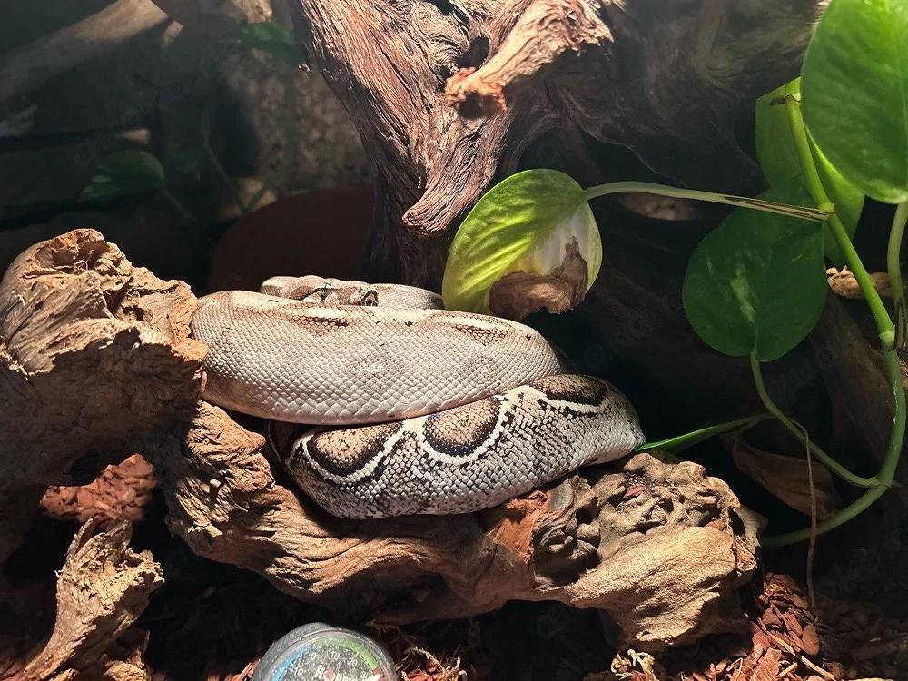 boa kaiserboa 