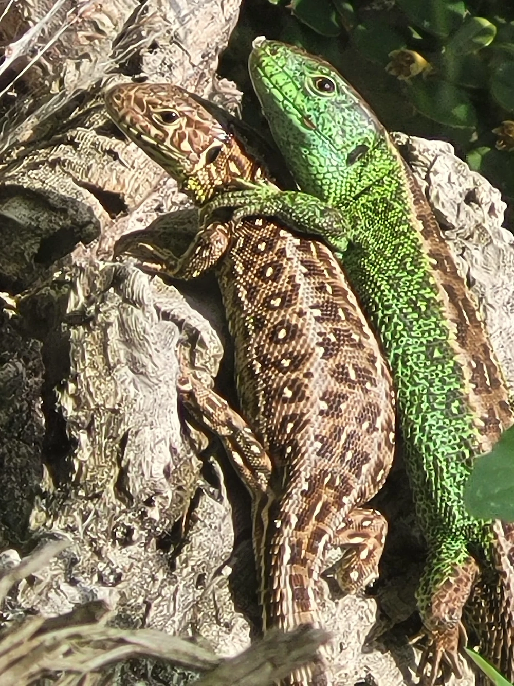 Zauneidechsen Lacerta agilis