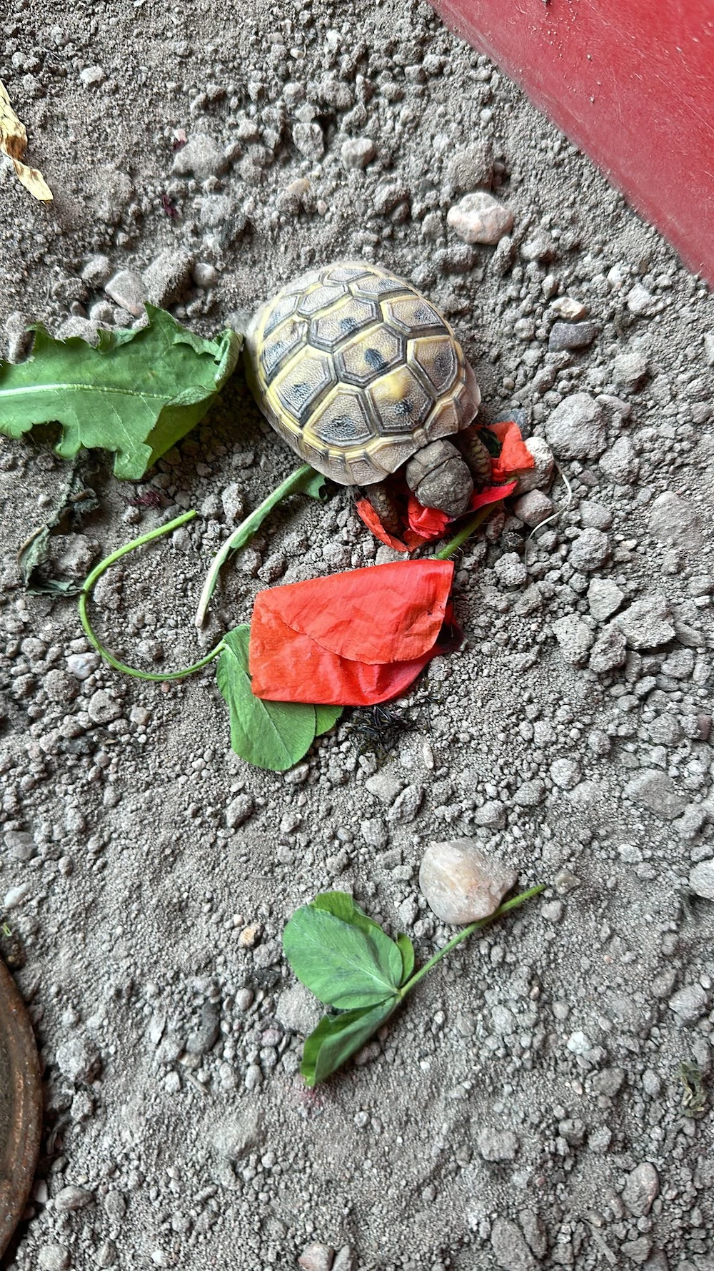 Griechische Landschildkröten NZ 2021
