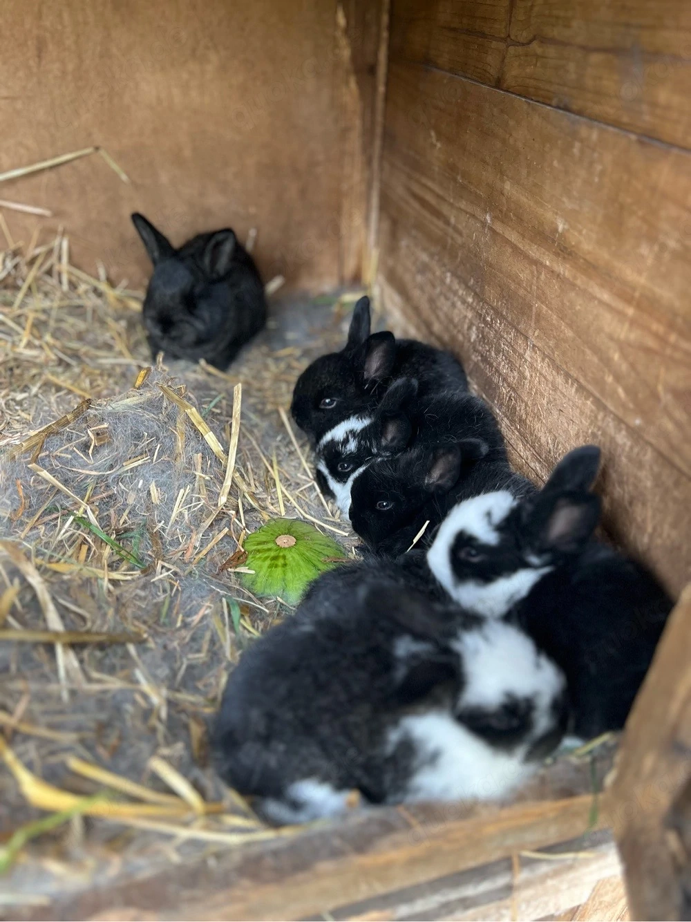 Babykaninchen         