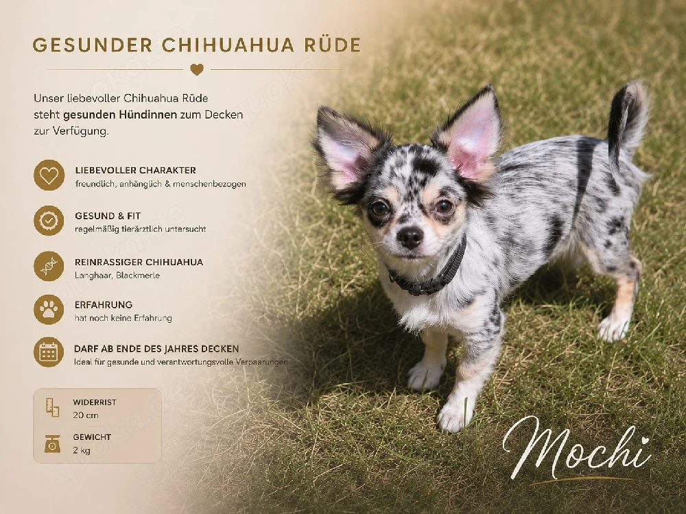 Schicker Chihuahua Deckrüde 