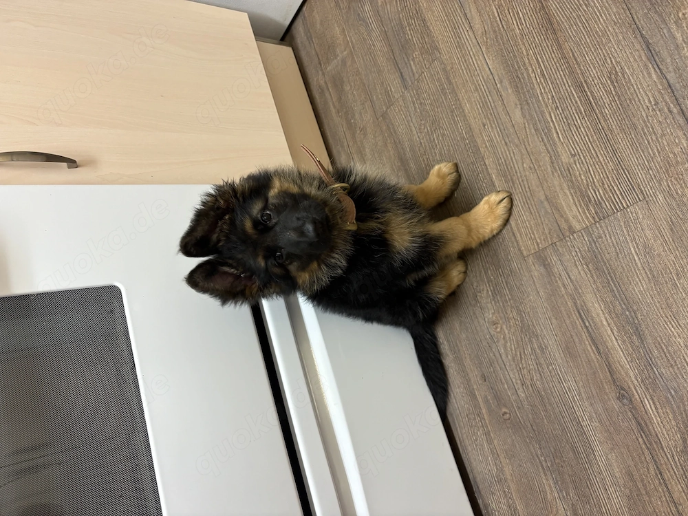 German shepherd puppy