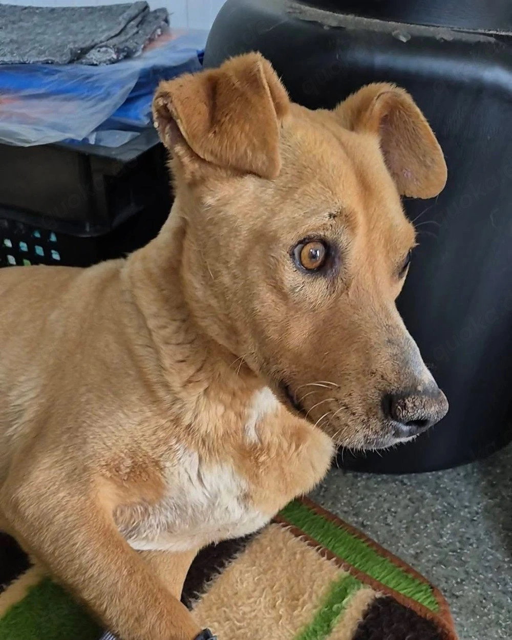    Lord Nelson hat gekämpft   jetzt sucht er sein Happy End! 