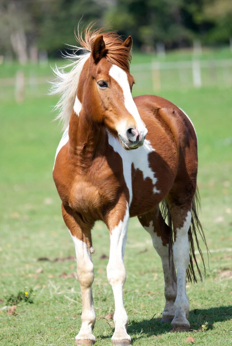 Beautiful, Well-Trained Horse for Sale