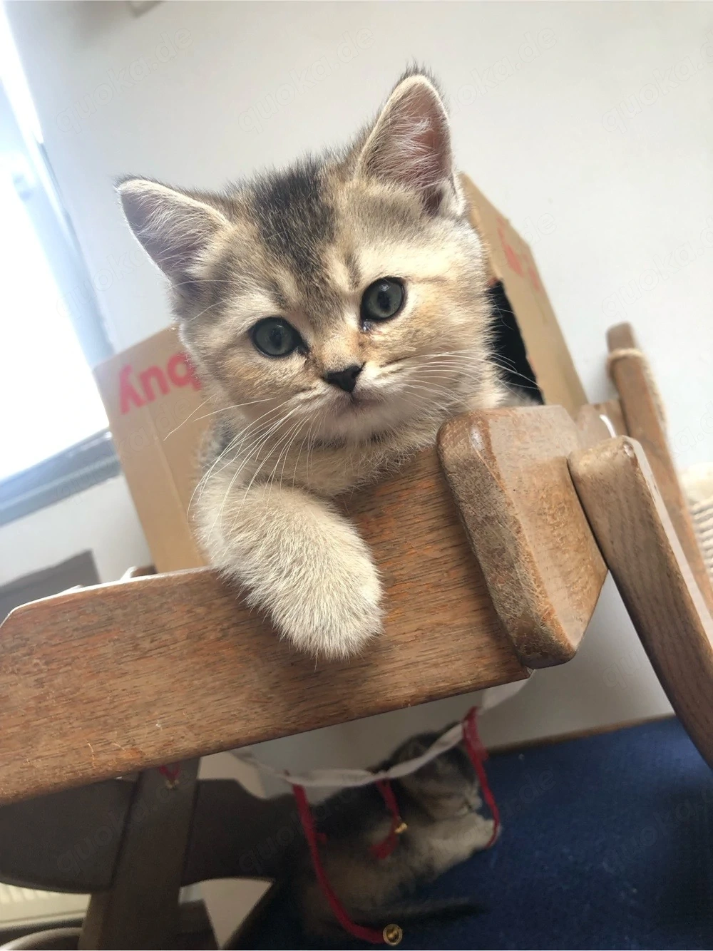 Reinrassige Bkh kitten, Abgabebereit