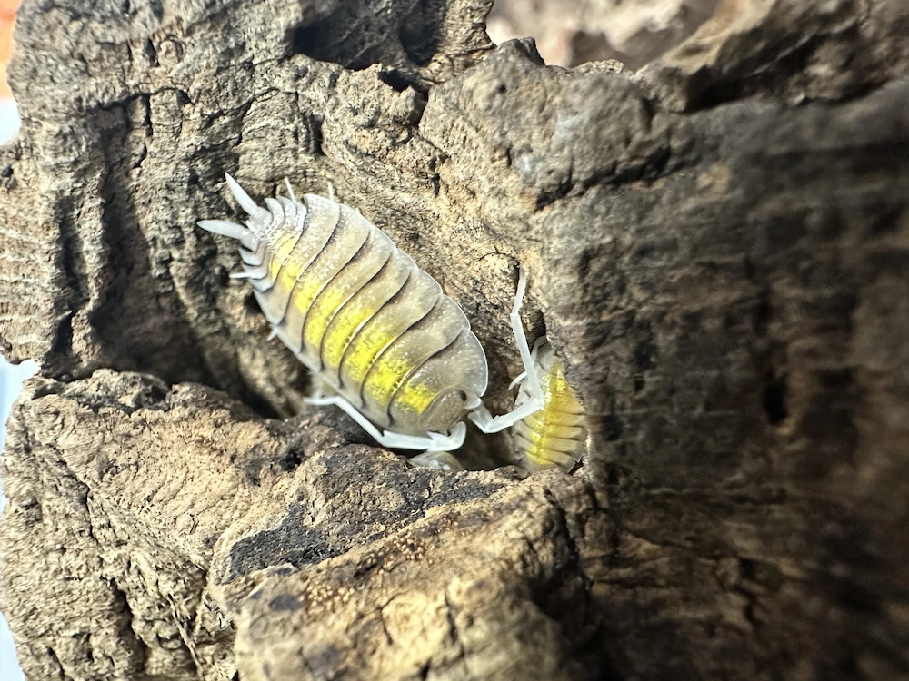 Porcellio bolivari  yellow ghost 