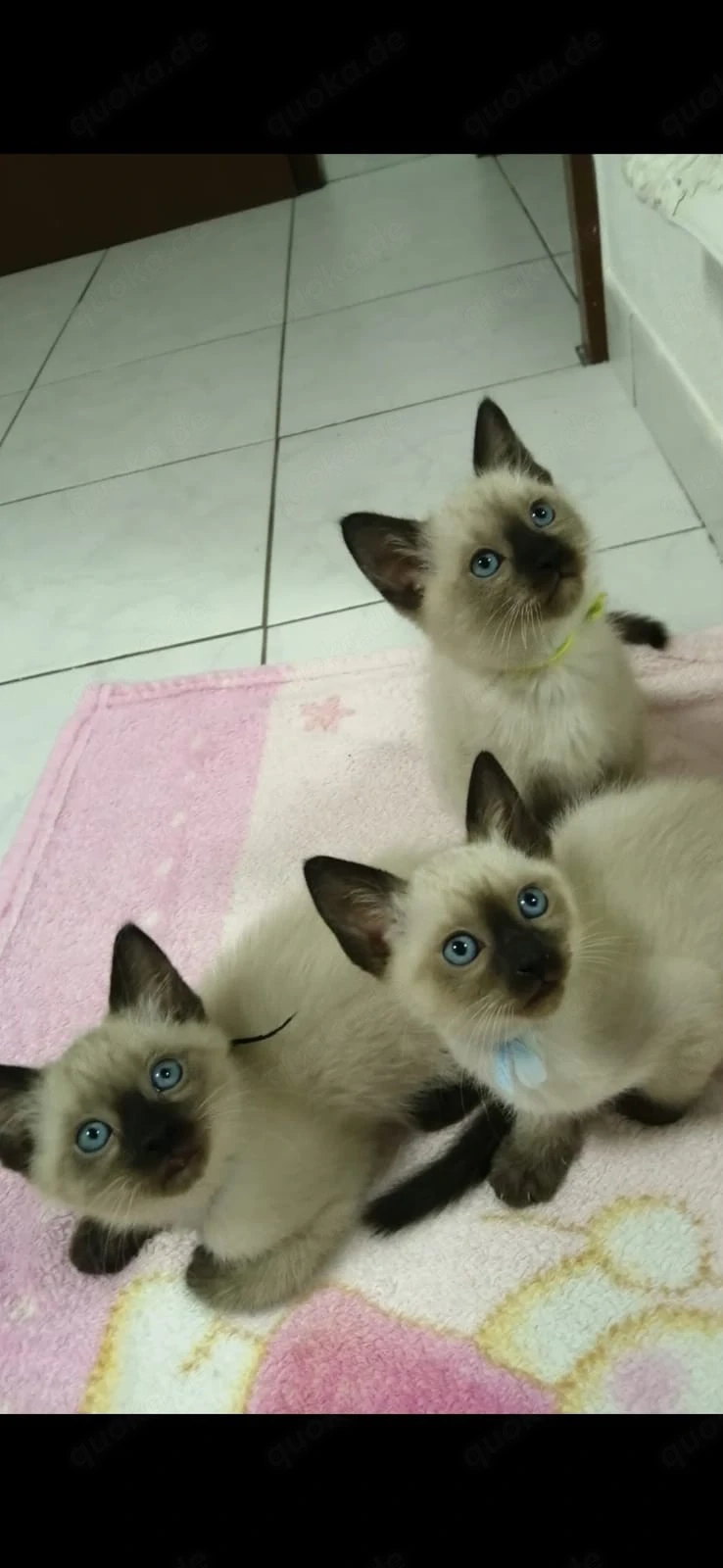 Siam kitten Reinrassige 