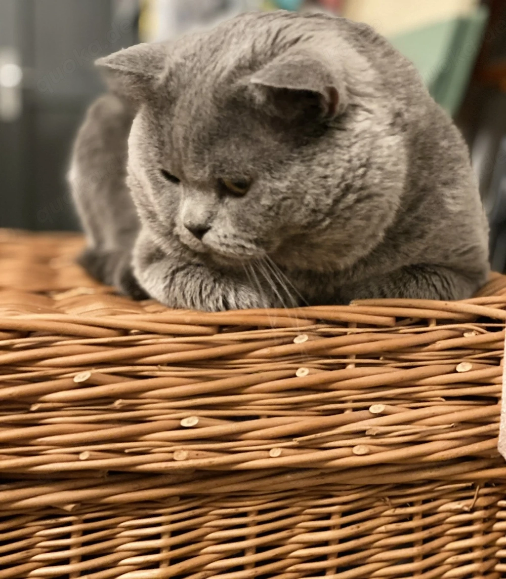 Deckkater Bkh 