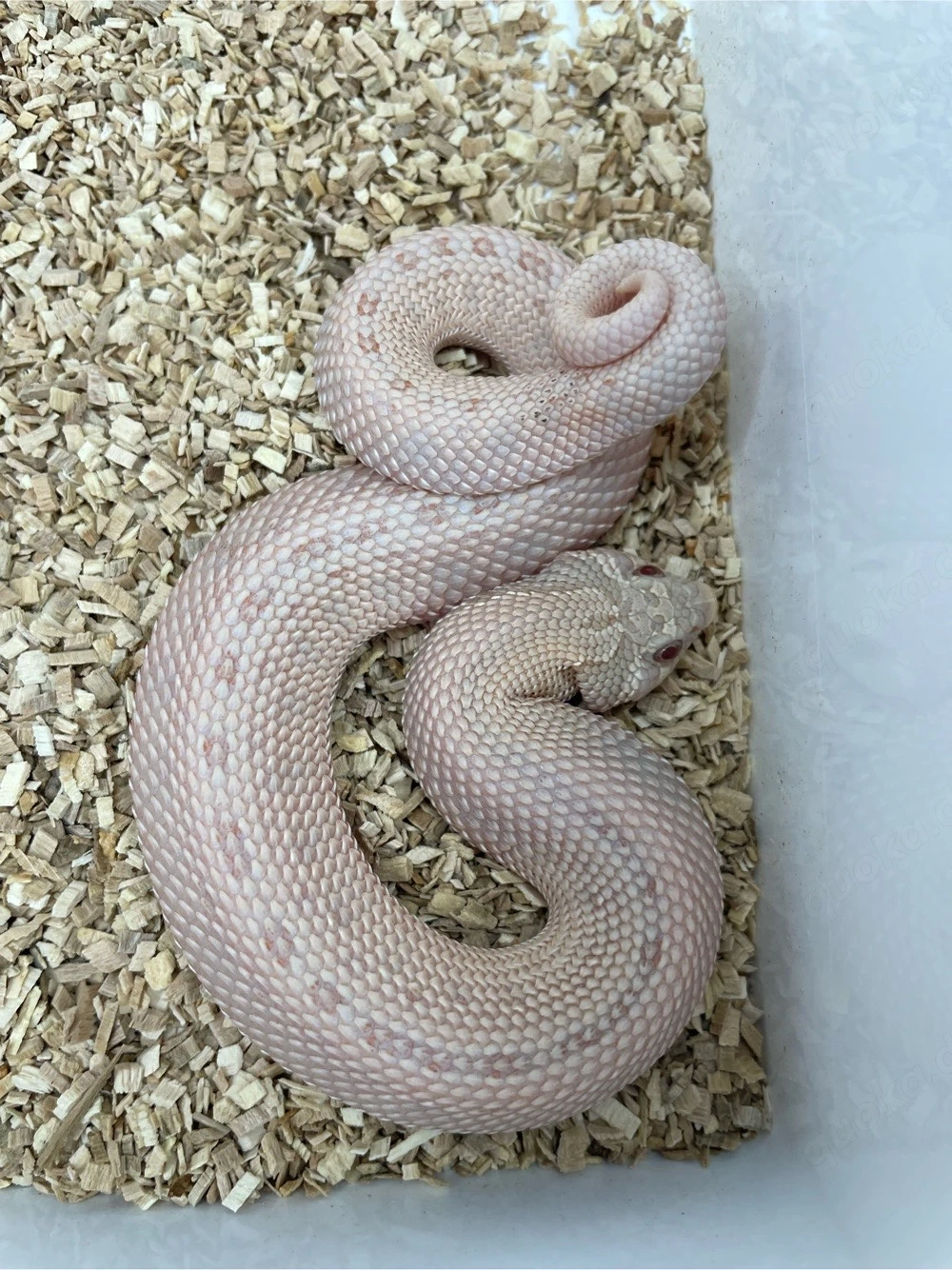 Hakennasennatter Männchen (Heterodon nasicus) Pink Pastel Albino Anaconda