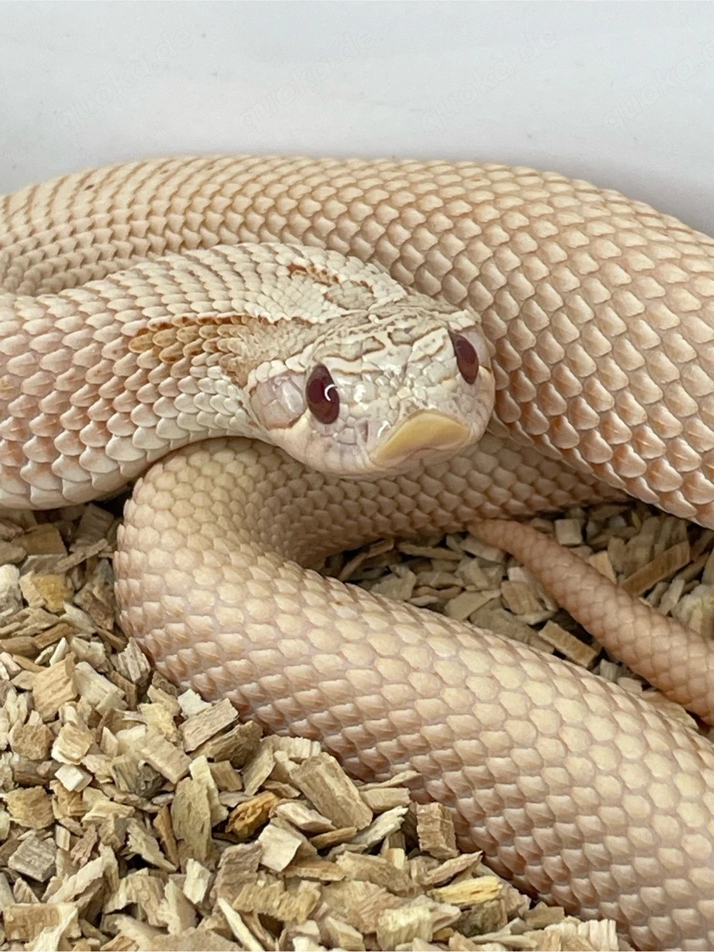 Hakennasennatter Männchen (Heterodon nasicus) Pink Pastel Albino Superanaconda