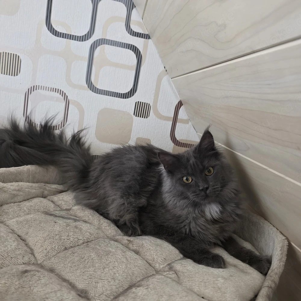 Maine Coon Mädchen 