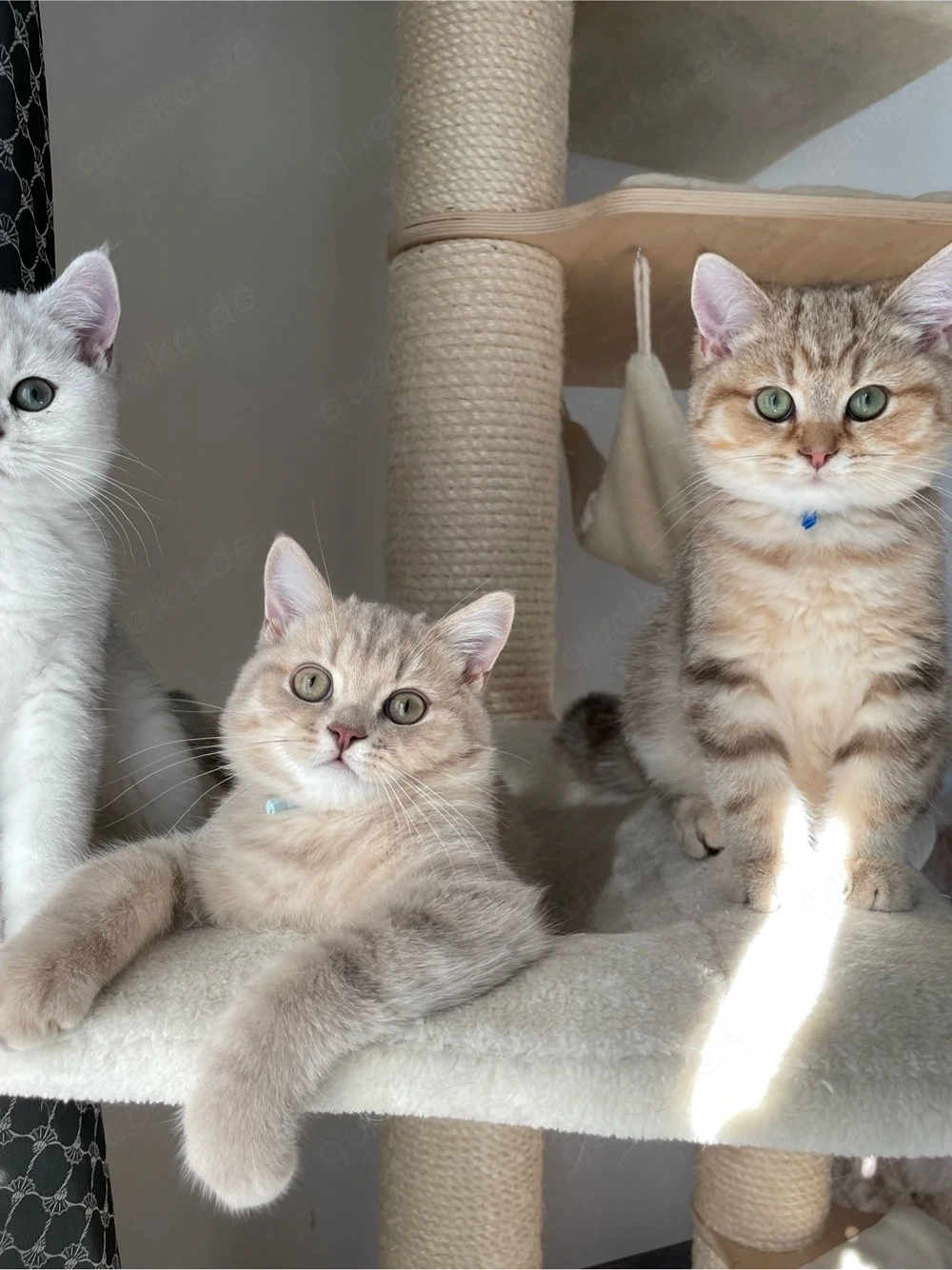 Unsere jungen Kater suchen ein liebevolles Zuhause!