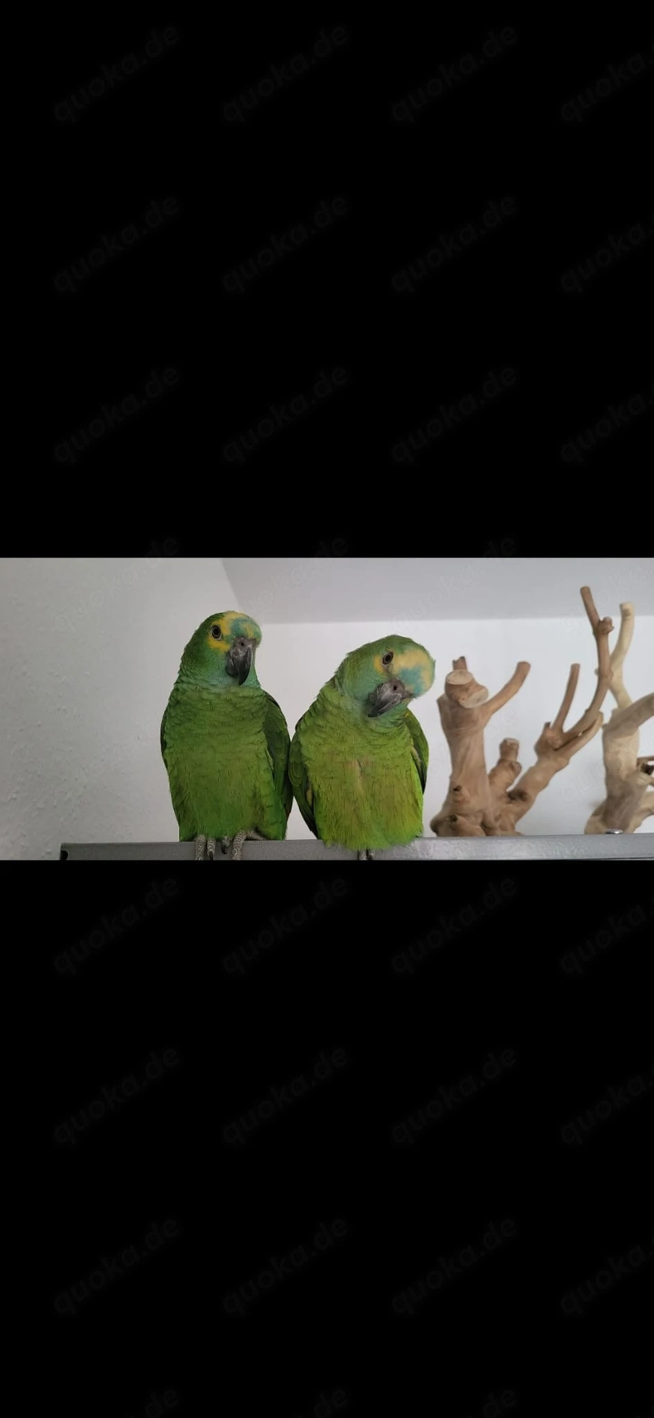 Blaustirnamazonen 2.0