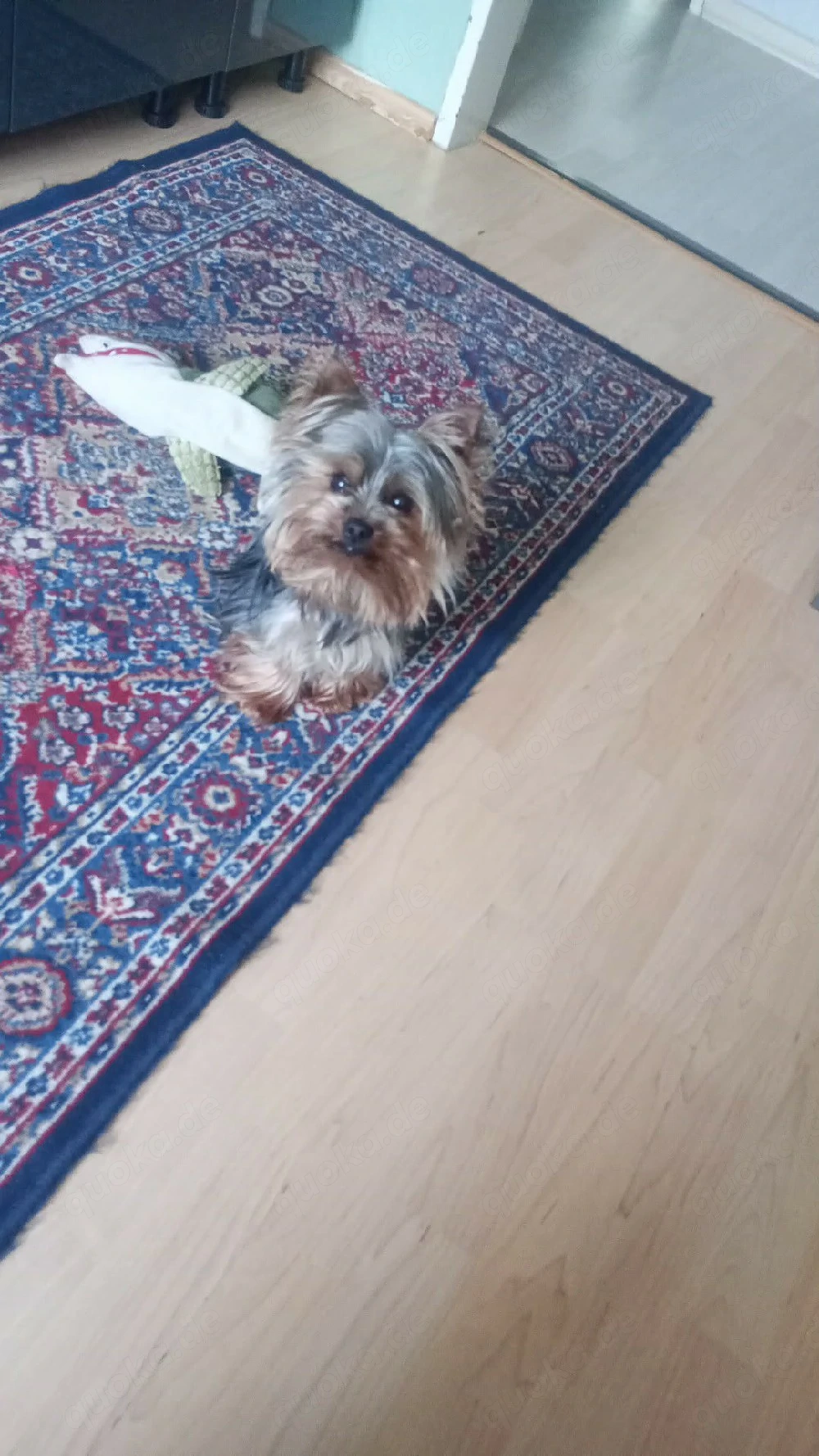 Deckrüde kein Verkauf  Mini Yorkshire Terrier 