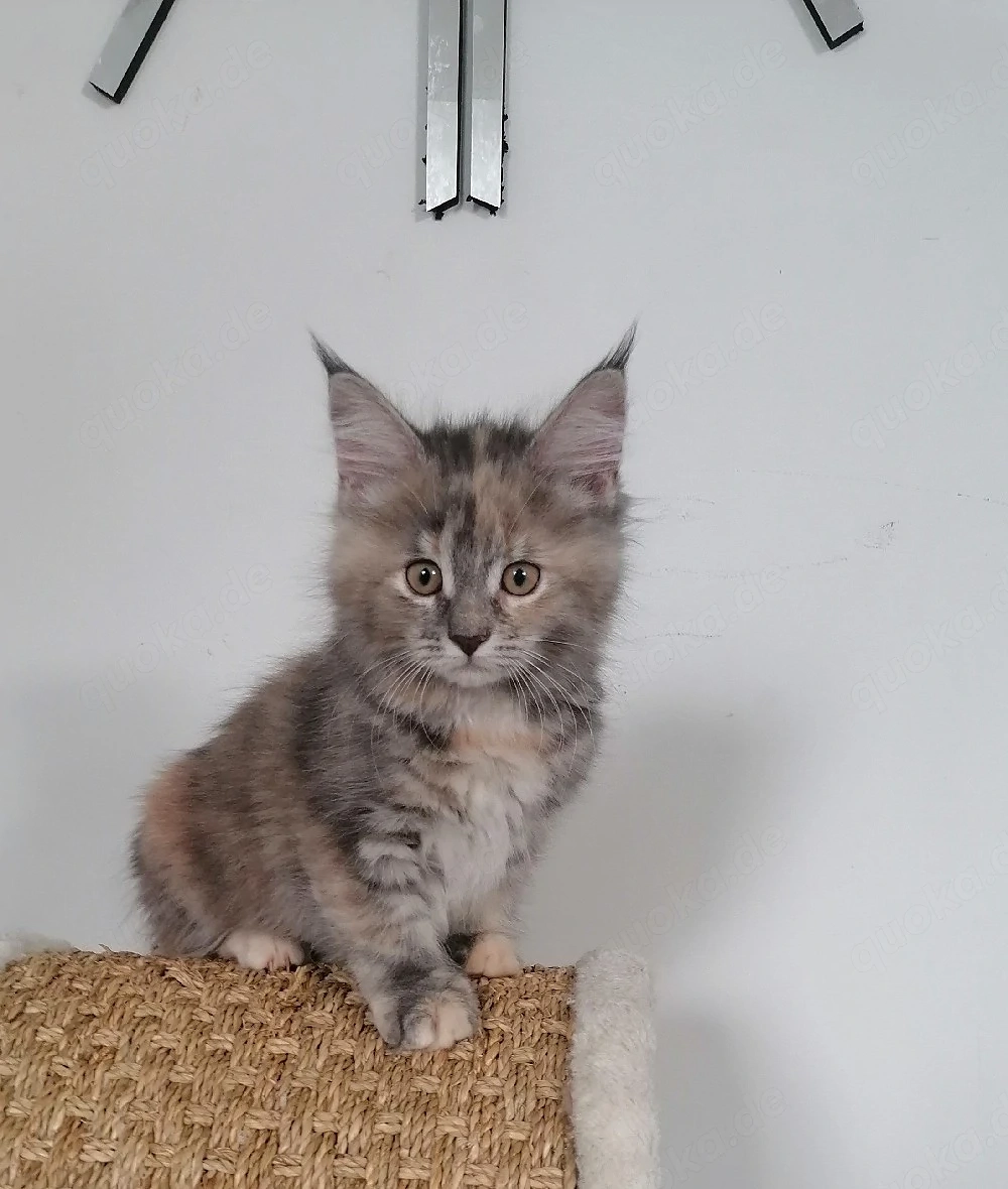 MainCoon Kitten 