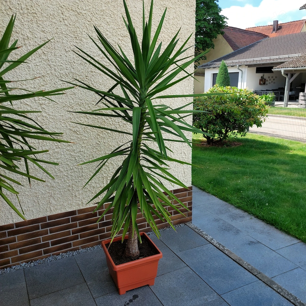 Yucca-Palme, groß,