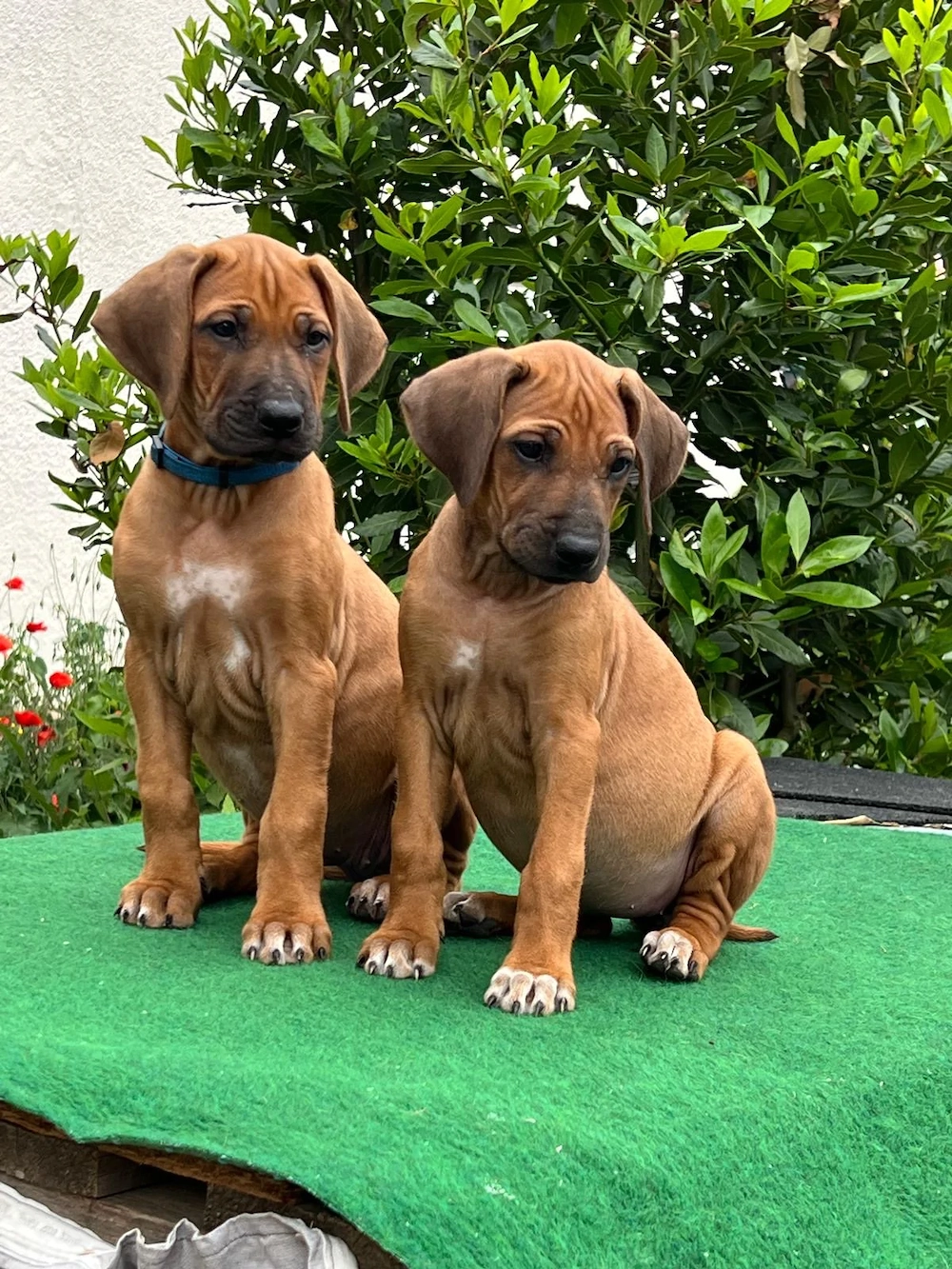 Rhodesien Ridgeback Love - Welpen 