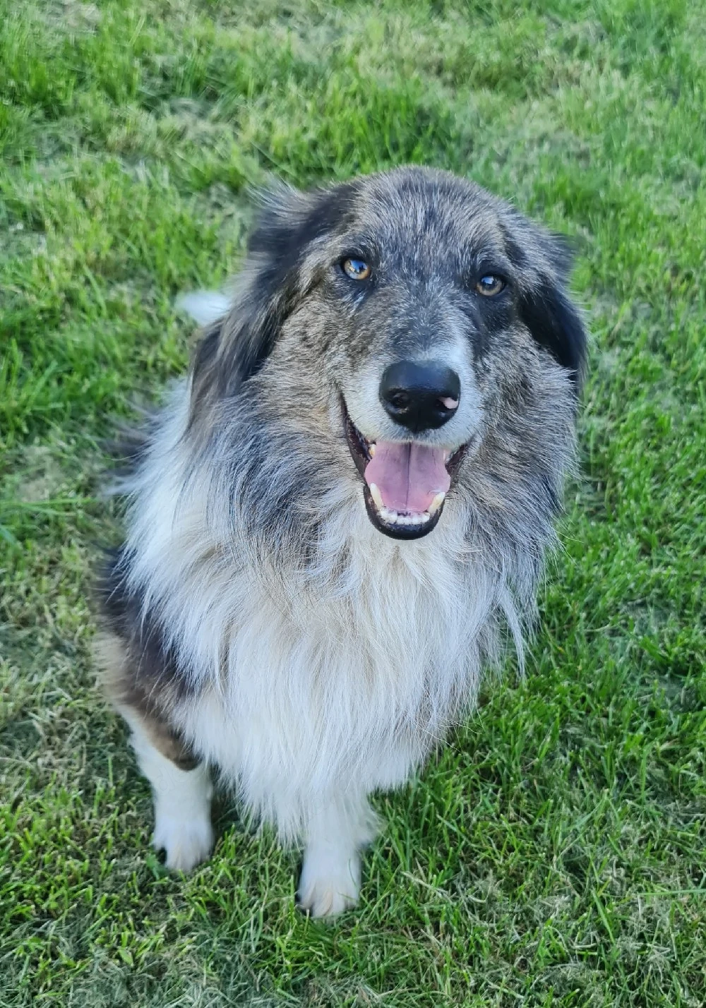 Ace zuckersüßer Border collie Aussie x Amerikanischer Collie hund Junghund blue merle