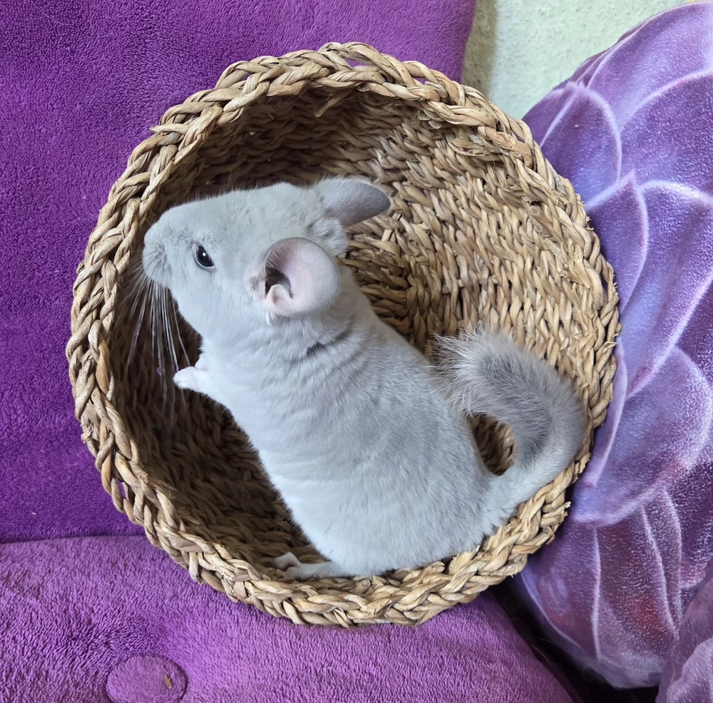 *BLUE DIAMOND *extrem selten*wunderschönes handzahmes Chinchilla Baby Männchen BD RPAT
