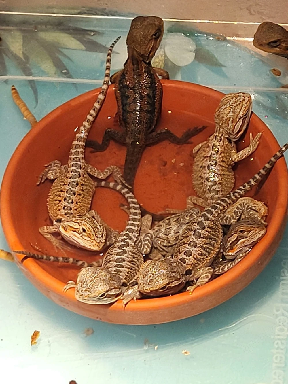 Suche Ankauf: Reptilieneier jeglicher Art (Gelege   Nachzuchten)